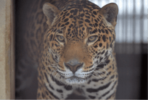 ZOO �ݥ��ȥ�����-046���������ʥ��㥬����