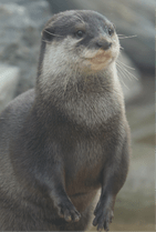 ZOO �ݥ��ȥ�����-048���ҥʥ��ʥ��ĥᥫ�復����