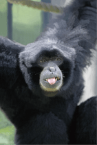 ZOO �ݥ��ȥ�����-057���������ʥե����ƥʥ�����ˡ��������դ�