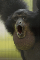 ZOO �ݥ��ȥ�����-103���ޥġʥե����ƥʥ������
