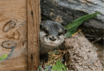 ZOO �ݥ��ȥ�����-105���ҥʥ��ʥ��ĥᥫ�復����