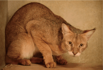 ZOO �ݥ��ȥ�����-109�����꡼�ʥ���󥰥륭��åȡ�