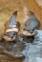 ZOO �ݥ��ȥ�����-125���ҥʥ�&�ɥ�ʥ��ĥᥫ�復����