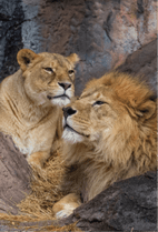 ZOO �ݥ��ȥ�����-110������&��ʡʥ饤�����