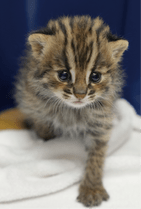 ZOO �ݥ��ȥ�����-149��������ʥĥ��ޥ�ޥͥ���