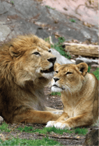 ZOO �ݥ��ȥ�����-163������&��ʡʥ饤�����