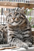 ZOO �ݥ��ȥ�����-164��������ʥ��ʥɥ�ͥ���