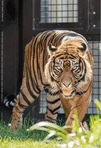 ZOO �ݥ��ȥ�����-166���Х�ʥ��ޥȥ�ȥ��