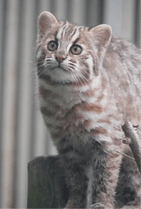 ZOO �ݥ��ȥ�����-167��������ʥĥ��ޥ�ޥͥ���