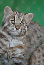 ZOO �ݥ��ȥ�����-168��������ʥĥ��ޥ�ޥͥ���