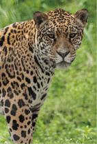 ZOO �ݥ��ȥ�����-172���楦���ʥ��㥬����