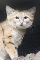 ZOO �ݥ��ȥ�����-181�����祸�㡼�ʥ��ʥͥ���