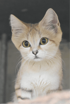 ZOO �ݥ��ȥ�����-182�������ʥ��ʥͥ���