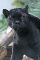 ZOO �ݥ��ȥ�����-183���ޥ�ʥ��㥬����