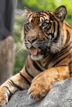 ZOO �ݥ��ȥ�����-186�������ʡʥ��ޥȥ�ȥ��