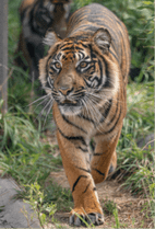 ZOO �ݥ��ȥ�����-187���ޥ����ʥ��ޥȥ�ȥ��