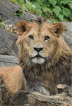 ZOO �ݥ��ȥ�����-189���쥰�륹�ʥ饤�����