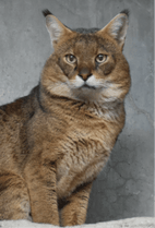 ZOO �ݥ��ȥ�����-199���������ʥ���󥰥륭��åȡ�