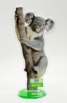 ������륹����ɡ���ʤ�