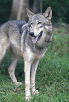 ZOO �ݥ��ȥ�����-041���Υ��ߡʥ����󥪥����ߡ�