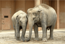 ZOO �ݥ��ȥ�����-091�����̥�&������ʥ�����������