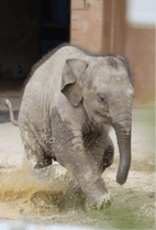 ZOO �ݥ��ȥ�����-161�������ʥ�����������