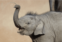 ZOO �ݥ��ȥ�����-162�������ʥ�����������