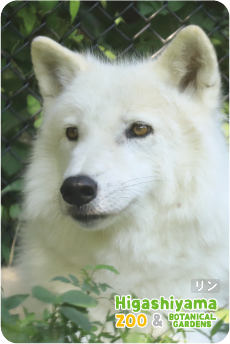 ZOO �ѥͥ�ޥ��ͥå�-084�����ʥ����󥪥����ߡ�