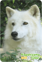 ZOO �ѥͥ�ޥ��ͥå�-084�����ʥ����󥪥����ߡ�