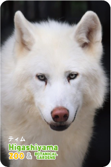 ZOO �ѥͥ�ޥ��ͥå�-086���ƥ���ʥ����󥪥����ߡ�