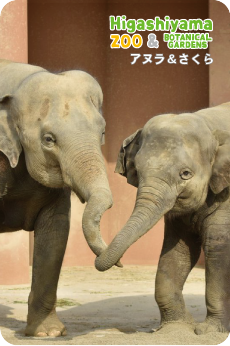 ZOO �ѥͥ�ޥ��ͥå�-001�����̥�&������ʥ�����������