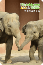 ZOO �ѥͥ�ޥ��ͥå�-001�����̥�&������ʥ�����������