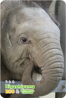ZOO �ѥͥ�ޥ��ͥå�-041�������ʥ�����������
