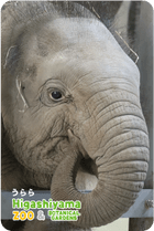 ZOO �ѥͥ�ޥ��ͥå�-041�������ʥ�����������