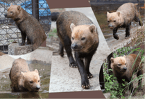 ZOO �ݥ��ȥ�����-208���ҥ��ޥ�ʥ�֥��̡�