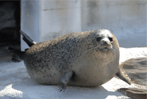 ZOO �ݥ��ȥ�����-045�����ޤ����ʥ��ޥե����饷��