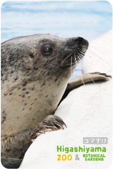 ZOO �ѥͥ�ޥ��ͥå�-085�����ޤ����ʥ��ޥե����饷��