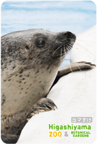 ZOO �ѥͥ�ޥ��ͥå�-085�����ޤ����ʥ��ޥե����饷��