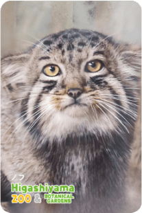 ZOO �ѥͥ�ޥ��ͥå�-091���Υ֡ʥޥ̥�ͥ���