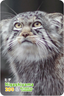 ZOO �ѥͥ�ޥ��ͥå�-092���ҥǡʥޥ̥�ͥ���