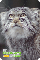 ZOO �ѥͥ�ޥ��ͥå�-092���ҥǡʥޥ̥�ͥ���