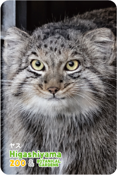 ZOO �ѥͥ�ޥ��ͥå�-093���䥹�ʥޥ̥�ͥ���