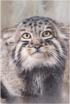 動物で探す,マヌルネコ | おもむきストア