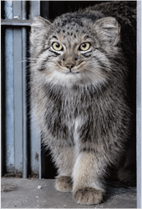 ZOO �ݥ��ȥ�����-193���䥹�ʥޥ̥�ͥ���