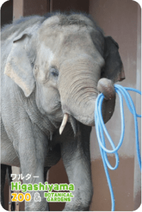ZOO �ѥͥ�ޥ��ͥå�-080���������ʥ�����������