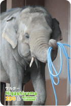 ZOO �ѥͥ�ޥ��ͥå�-080���������ʥ�����������