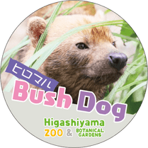 �ޥ����󥰥ơ��ס��ҥ��ޥ�