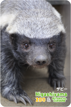 ZOO �ѥͥ�ޥ��ͥå�-010�����ӡ��ʥ顼�ƥ��
