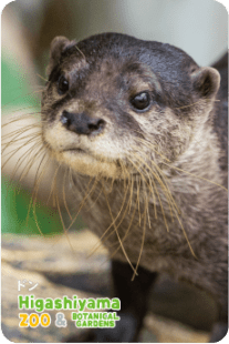 ZOO �ѥͥ�ޥ��ͥå�-068���ɥ�ʥ��ĥᥫ�復����