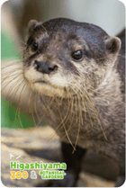 ZOO �ѥͥ�ޥ��ͥå�-068���ɥ�ʥ��ĥᥫ�復����